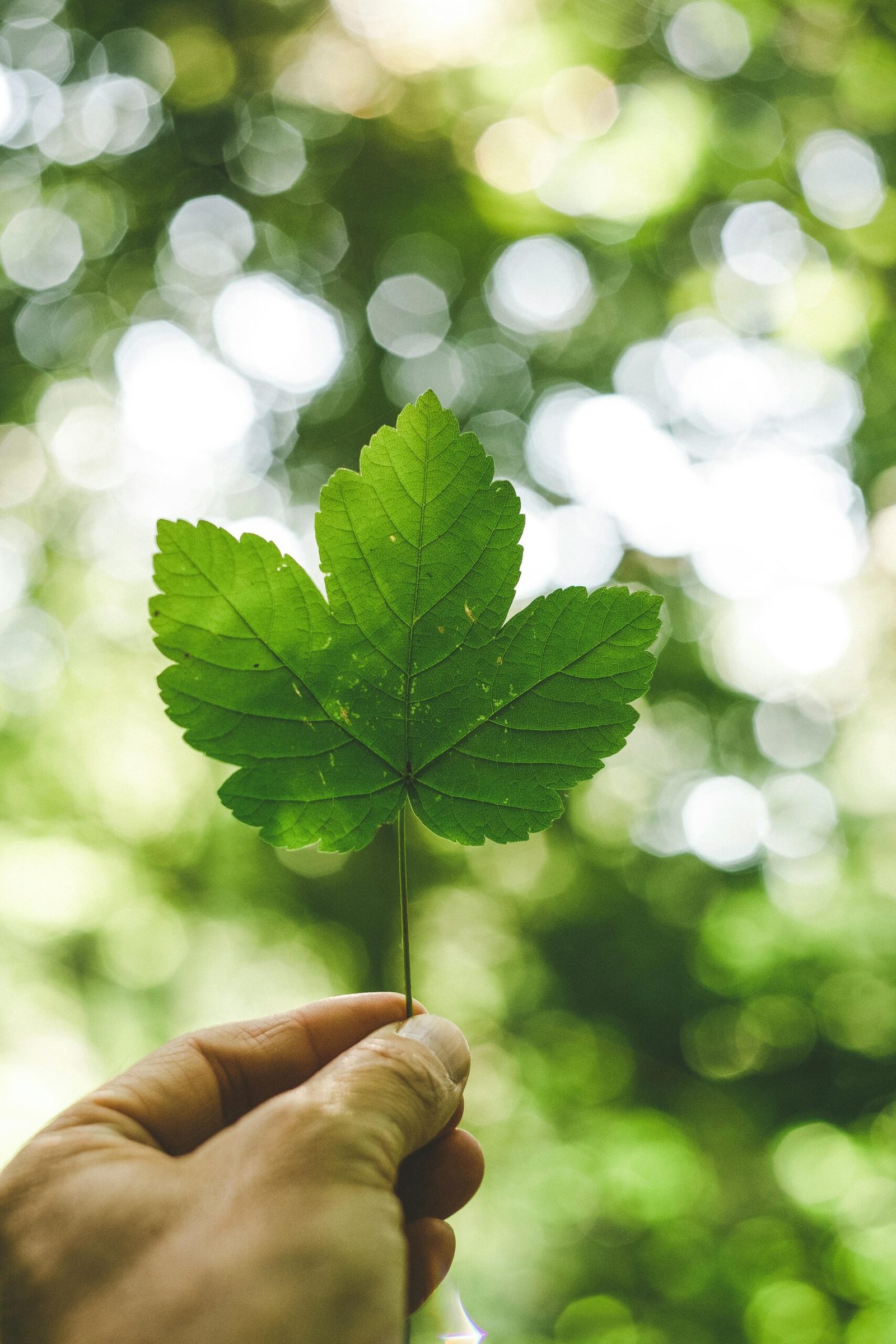 Close-up of a hand holding a green leaf with a bokeh background, emphasizing nature and freshness.